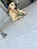 伯纳天纯狗粮中大型犬全价成年犬粮17kg羊肉蔓越莓味囤货装 实拍图