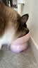 乐优派猫碗陶瓷狗碗宠物喂食碗高脚防打翻防黑下巴猫食盆狗盆渐变紫猫咪用品 实拍图