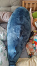 熊猫熊鲨鱼玩偶宜家抱枕睡觉毛绒玩具大号娃娃男生日六一儿童节礼物女孩 实拍图