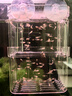 疯狂水草孔雀鱼活体水族宠物观赏鱼冷水耐活小型热带鱼淡水鱼苗 【4CM左右】临产孔雀鱼E 共8条 实拍图