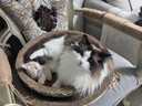 京东京造全价冻干双拼猫粮10kg幼猫成猫粮无谷低敏高鲜肉猫咪猫粮 实拍图