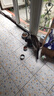 力狼猫条猫咪零食幼猫成猫宠物罐头猫咪汤包湿粮 【囤货推荐】5种口味15g*50支 实拍图