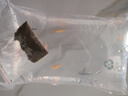 卡奇鱼 斑马鱼 淡水鱼 观赏鱼 小型观赏鱼 热带鱼 蝶翼斑马荧光好养易活 糖果斑马10条1.5-2.5cm最少3种色 实拍图