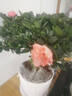 【莎之槿园艺】杜鹃花苗盆栽带花苞四季开花不断室内观花卉绿植植物老桩大棵好养 特大盆粉色杜鹃花+仿木桶盆+底托(带花苞发 含盆 实拍图