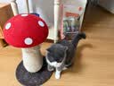instinct天然百利进口猫粮无谷三文鱼美毛通用猫粮4.5kg【27.8】 实拍图