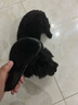 HELLOJOY狗狗拉毛梳泰迪美容蓬松造型猫梳子宠物狗毛猫咪毛梳毛刷针梳用品 实拍图