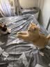 牧灵CFA赛级逗猫棒猫咪玩具自嗨解闷逗猫棒羽毛铃铛替换头小宠物用品 【限量50件】CFA赛级逗猫棒 实拍图