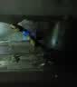 暮秋小主宠物玉米蛇活物爬宠幼体异宠翠青开食王蛇活体苗子幼崽真蛇无毒 华游苗 实拍图