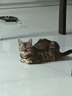 尾巴生活（FURRYTAIL）彩虹泥主食罐35g*144猫咪囤货礼盒 成猫幼猫全价猫湿粮罐 实拍图
