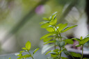 索尼（SONY）FE 100-400mm F4.5–5.6 GM OSS 全画幅超远摄变焦G大师镜头 E卡口（SEL100400GM） 实拍图