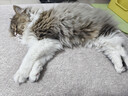 网易严选全价猫粮4.0 宠物主粮成幼猫无谷鲜肉护肠胃 鸡肉羊奶味1.5kg*4袋 实拍图
