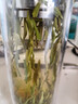 天旭茶叶绿茶雀舌特级四川毛尖2026新茶春茶明前嫩芽高山云雾茶250g 实拍图