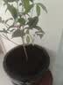 桂花树苗盆栽室内四季桂花卉植物金桂丹桂庭院大树浓香型绿植开花 四季桂花高40cm左右【原土球发货】 实拍图