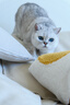 Orijen渴望猫粮 成猫幼猫粮 全价通用原味鸡肉进口5.4kg【临期】26/7 实拍图