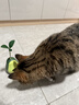 HELLOJOY猫玩具自嗨解闷逗猫棒不倒翁漏食球猫薄荷宠物猫玩的猫咪用品大全 实拍图