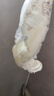 奇莫Q-MO皇家至柔拉拉裤XL42片(12-17kg)加大码弹力裤尿不湿超薄透气 实拍图