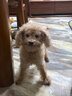 朗仕幼犬狗粮 泰迪贵宾比熊吉娃娃雪纳瑞小型犬通用型 幼犬粮5kg/10斤 实拍图