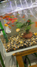 松宝（sobo）鱼缸增氧泵养鱼氧气泵小型家用充氧泵水族箱打氧机增氧泵 双孔3W 实拍图