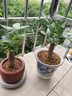 水培植物绿植盆栽室内客厅办公室桌面小盆景花卉绿萝发财树好养活 【发财树】+简欧透明吸水盆 实拍图