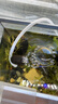 信友鱼缸虾缸水族箱生化棉过滤器XY-180 280 380水妖精组缸系统缸 信友XY-2830单头水妖精 实拍图