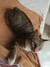 凯莉宠物凉席窝猫窝狗窝狗睡垫 夏季睡垫凉席垫 猫咪狗狗冰垫宠物用品 灰色猫咪凉席窝 40*30cm(建议5斤) 实拍图