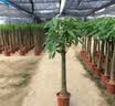 叹为观止大型植物发财树各种大颗盆栽开业乔迁客厅办公室内好养大型花卉 单杆发财树【1.5-1.7米】 含盆 实拍图