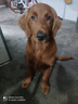麦富迪狗粮 藻趣儿狗粮成犬粮牛肉螺旋藻 均衡营养15kg/30斤 实拍图
