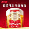 百威啤酒经典纯生330ml*24听整箱装新旧包装随机京东自营踏春送礼 实拍图