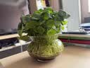 【招财进宝】水培铜钱草盆栽10cm 教师节礼物送老师 实拍图