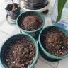 德沃多加仑盆7号含花托园艺绿植盆栽种植盆种菜盆花卉多肉塑料阳台花盆 实拍图