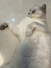 京东京造 浓汤红肉猫罐头金枪鱼混合味85克*24罐 猫零食湿粮补水鱼肉罐 实拍图