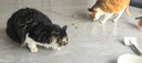 齿一生猫零食猫咪饼干洁齿零食成猫 鸡肉味50g 磨牙减少牙结石 实拍图