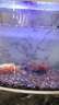 备能电解生物酶鱼缸净水剂水质净化剂清澈剂水族养鱼用清洁神器600ml 实拍图