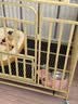 梵昇昱狗笼子中小型大型犬家用围栏狗笼室内分离带厕所猫咪兔子大型猫窝 三面加粗方管【黄色】 95*65*85cm（建议40斤内狗狗） 实拍图