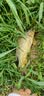 光威（GW）4.5米真武G20超短节鱼竿手竿超轻超硬钓鱼竿溪流竿鱼杆钓竿渔具 实拍图