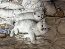 好主人金装好主人猫粮2.0 成猫幼猫蓝猫英短通用全价无谷冻干 【量贩优惠】金装幼猫粮7斤 实拍图