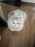 铂钻EverClean小金盒6L欧洲进口低尘除臭猫砂 微香型 实拍图