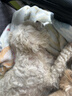 来旺兄弟 宠物美容剪刀猫咪狗狗泰迪金毛修毛理发用品 弯剪下翘剪7英寸 实拍图