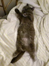 华元宠具（hoopet）猫窝四季通用猫咪床狗狗窝秋冬季保暖宠物沙发睡觉用可拆洗睡垫子 实拍图