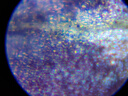 科学罐头（Science  can）六一儿童节礼物显微镜生日学生便携男女孩6-12岁益智玩具户外礼盒 实拍图