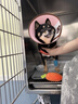 疯狂小狗狗粮 中大型幼犬成犬 鸡肉燕麦呵护肠胃通用粮2kg/4斤 实拍图