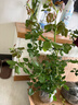 意轩【带花苞】欧月果汁阳台室内观花植物花卉盆栽四季开花月季 真宙【中苗】【带花苞发】 实拍图
