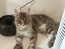 普安特猫咪狗狗宠物复合维生素片维生素b皮肤病视力衰退掉毛美毛金维葆 实拍图