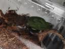 暮秋小主宠物玉米蛇活物爬宠幼体异宠翠青开食王蛇活体苗子幼崽真蛇无毒 翠青苗（新手友好） 实拍图