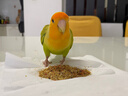 鹦鹉博士灰鹦鹉饲料金太阳玄凤牡丹小太阳和尚金刚鸟粮滋养丸粮食 全价滋养丸 日常版【500g】 晒单实拍图