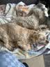 来旺兄弟 宠物美容剪刀猫咪狗狗泰迪金毛修毛理发用品 弯剪下翘剪7英寸 实拍图