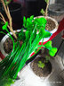异景园鱼缸水族箱装饰仿真水草水族造景套餐假水草装饰塑料高款大水草绿 CL44七指草【绿】 实拍图
