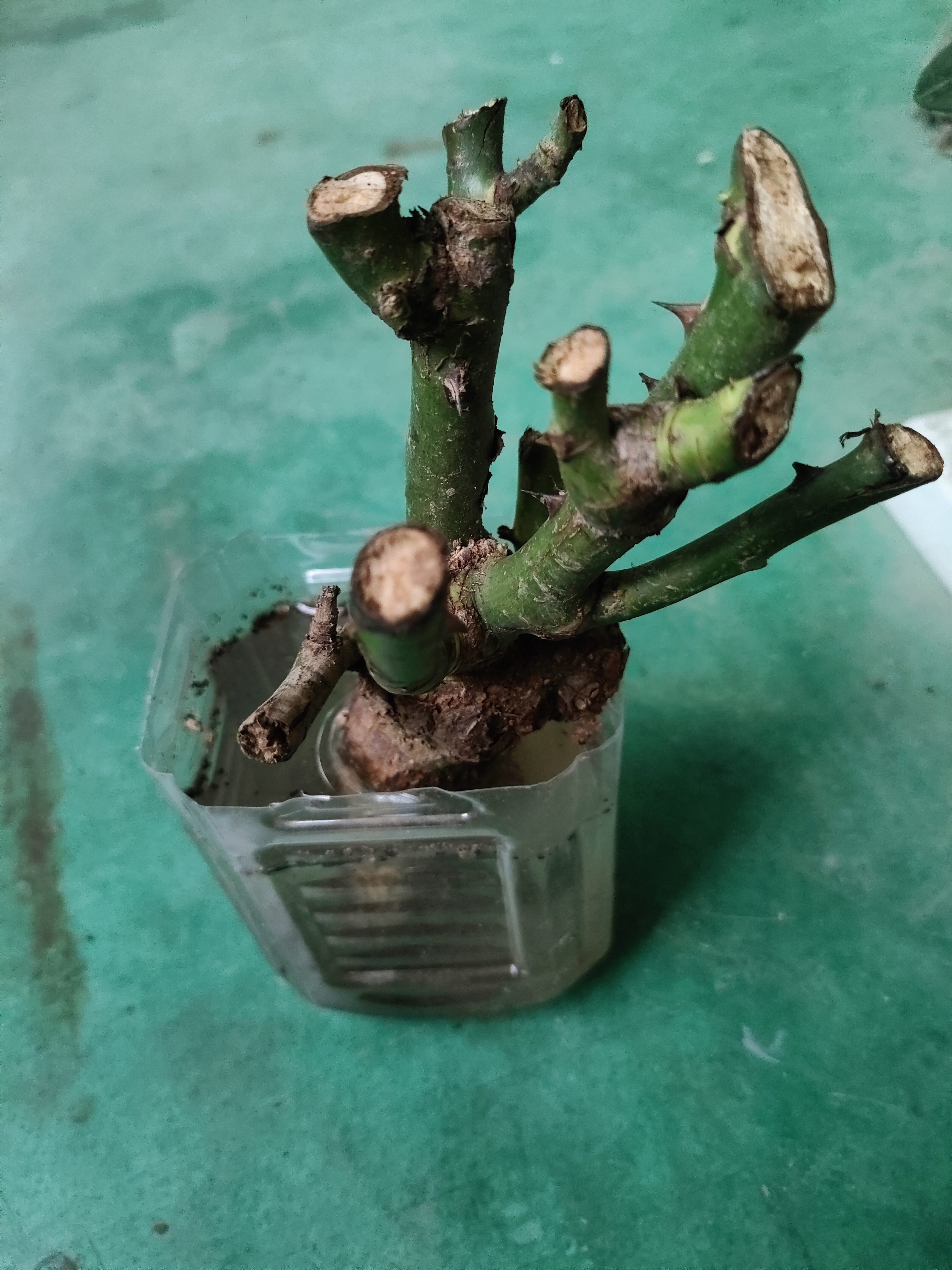 玫瑰花苗老桩绿植物盆栽月季蔷薇老根室内外阳台庭院特大花卉四季 3爱莎（老桩苗四季开花） 实拍图
