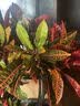 雅致七彩变叶木变色木客厅大盆栽室内大型绿植落地高端大气好植物养活 七彩变色木1.3-1.5米-原土盆 实拍图