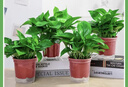 京东绿植绿萝盆栽除甲醛花卉绿植办公室新房净化空气180加仑4盆装源头直 实拍图